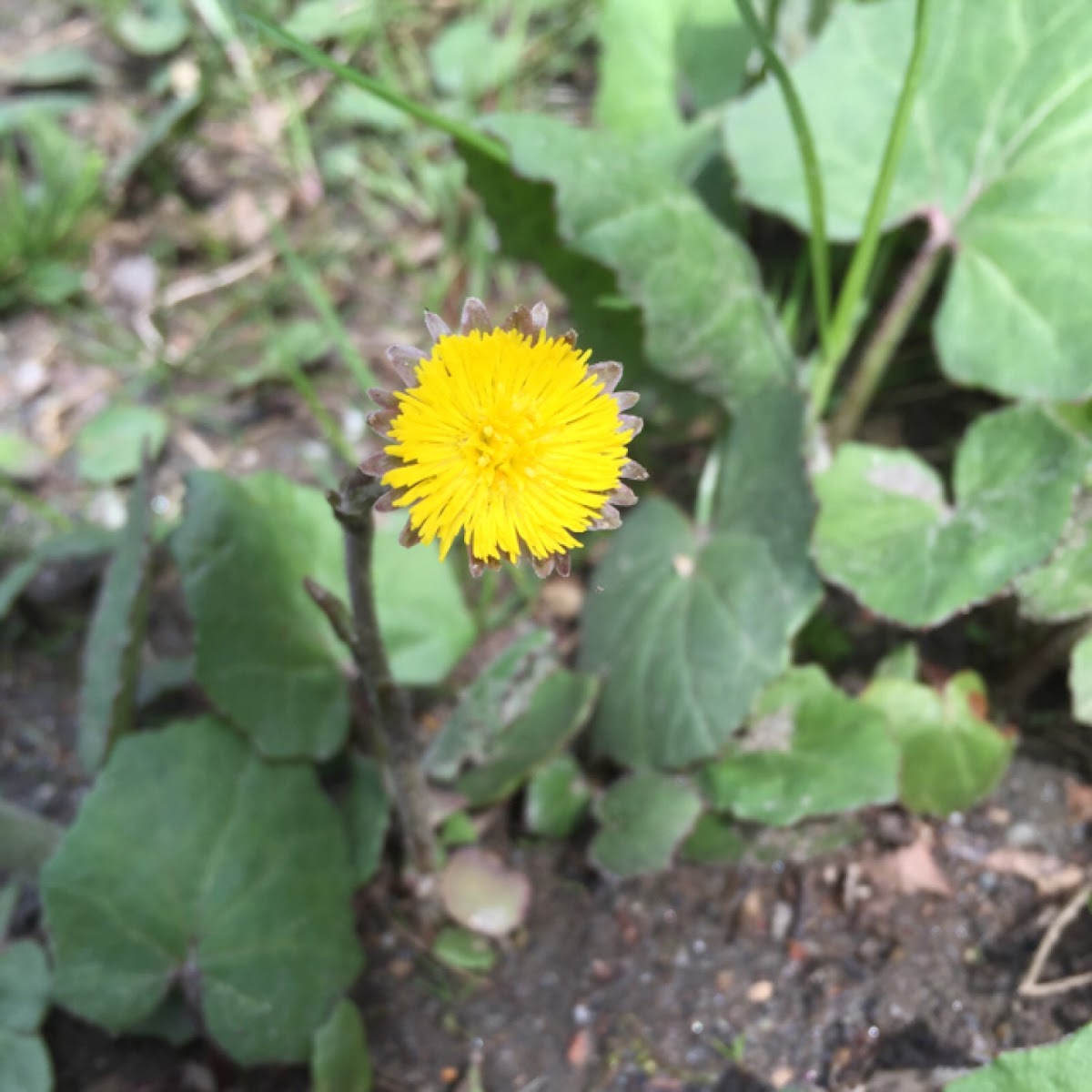 Coltsfoot