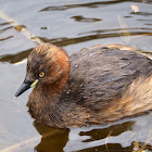 Little grebe