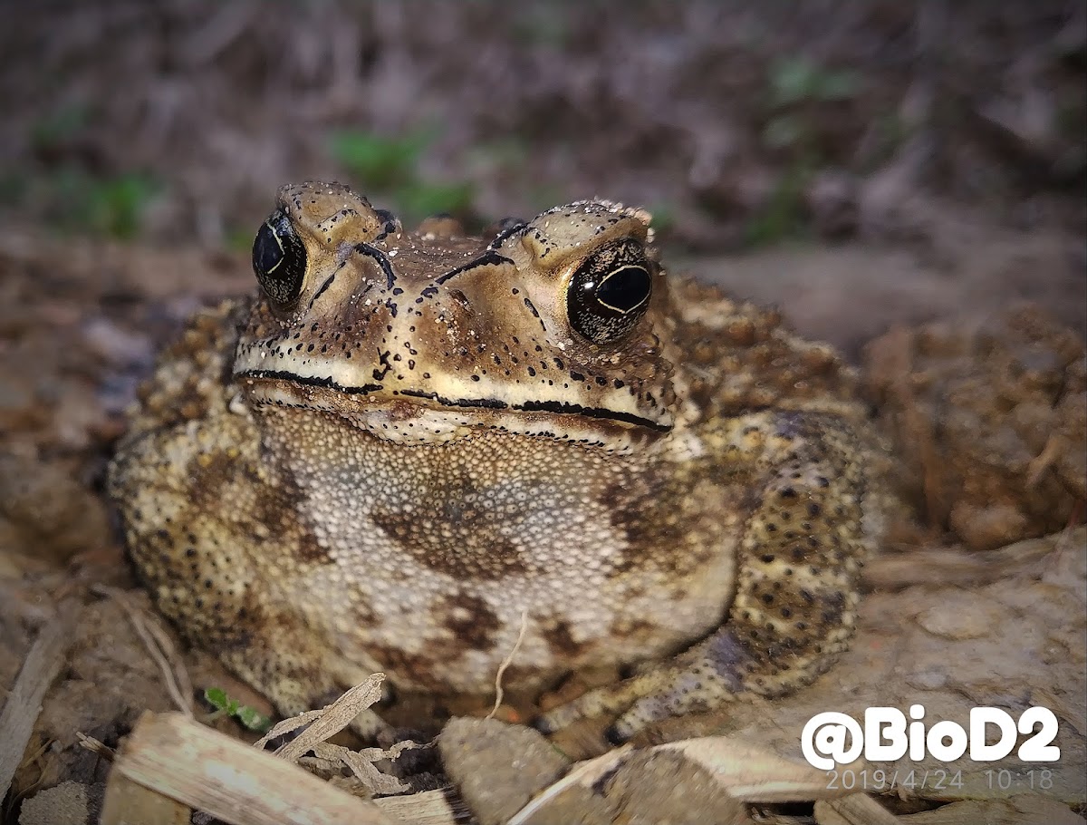 Asian common toad