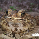 Asian common toad