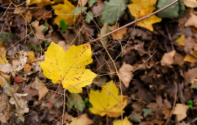 Ricordi d'Autunno di FotograficheEvasioni