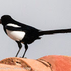 Magpie; Urruca