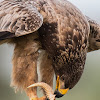 Tawny Eagle