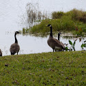 Canada Geese