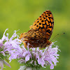 Great Spangled Fritillary