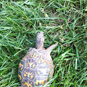 Eastern box turtle