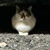 ユーザー