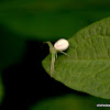 crab spider