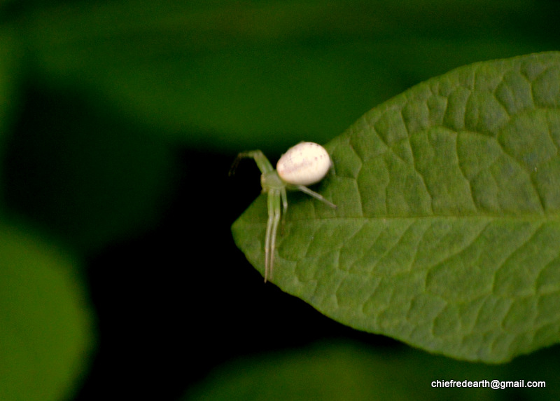 crab spider