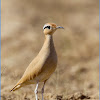 Cream-coloured Courser