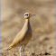 Cream-coloured Courser