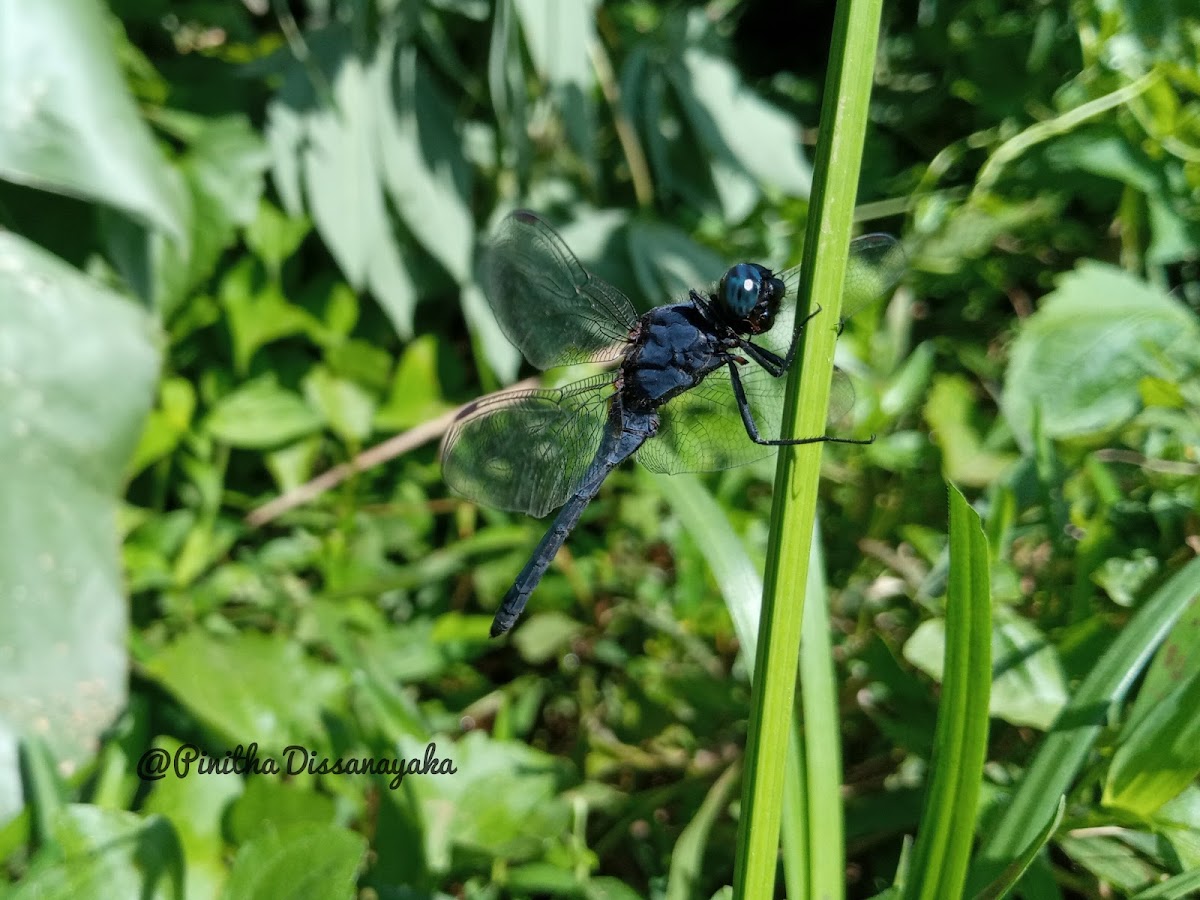 Asian skimmer