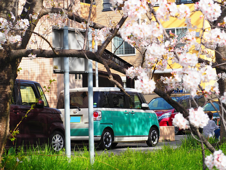 ムーヴキャンバスのサクラと愛車・ムーヴキャンバス・OLYMPUS PEN E-PL8・4月もよろしくお願い致します🌸・桜コラボに関するカスタム事例の投稿画像4枚目