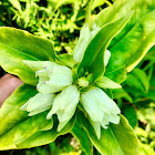 Cream Gentian