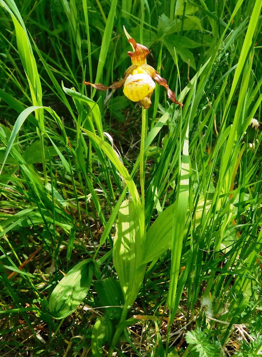 Small Yellow Lady's Slipper