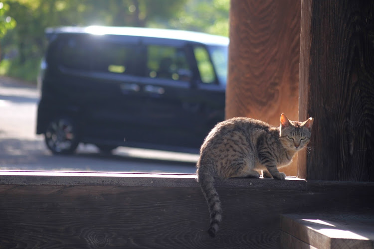 Nボックスカスタムの新緑コラボ・ねこちゃんと愛車・お気に入りスポット・新緑と愛車・一眼レフに関するカスタム事例の投稿画像4枚目