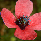 Long-headed poppy