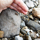 Eastern American Toad