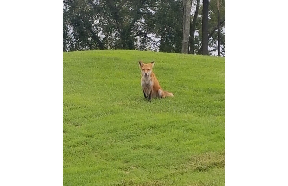 Red Fox