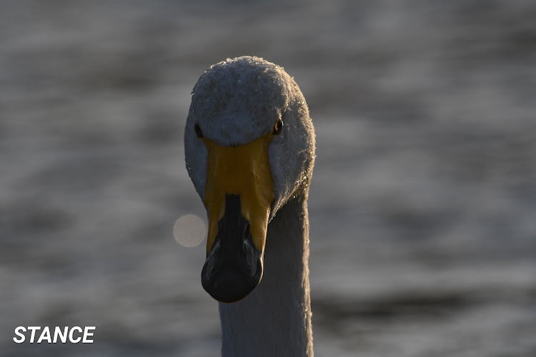 フィットのNIKKOR 200‐500㎜ f5.6・NIKKOR 70-200㎜ f2.8・流し撮り練習中・大は小を兼ねる・テレコン1.4xに関するカスタム事例の投稿画像19枚目
