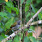 Buff-throated saltator