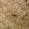 Harvestman