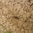 Harvestman