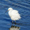 Snowy Egret