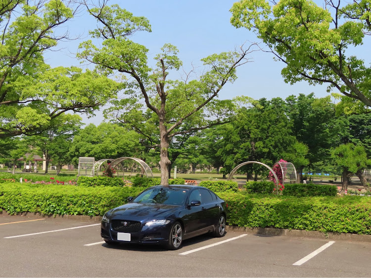 XFのバラ園・ピークは過ぎた・新緑の5月・公園の駐車場・KEN派閥に関するカスタム事例の投稿画像2枚目