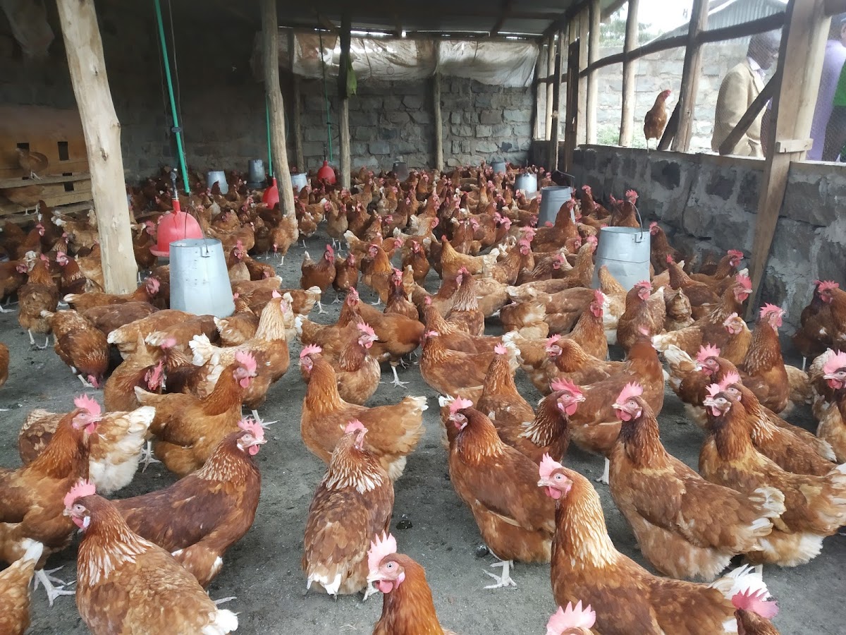 How accountant ventured into poultry farming