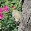 Golden-cheeked Woodpecker