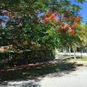 Royal poinciana