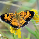 Pearl crescent (male)