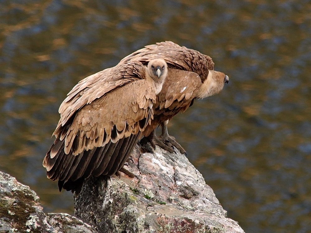 Buitre leonado (Griffon vulture)