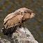 Buitre leonado (Griffon vulture)