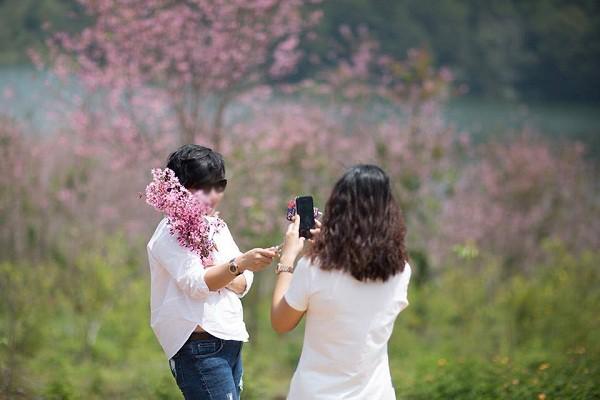 Nhiều du khách vô tư ngắt hoa mai anh đào ở Đà Lạt để chụp ảnh dù có biển cấm.