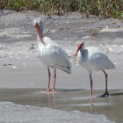 White Ibis