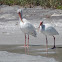 White Ibis