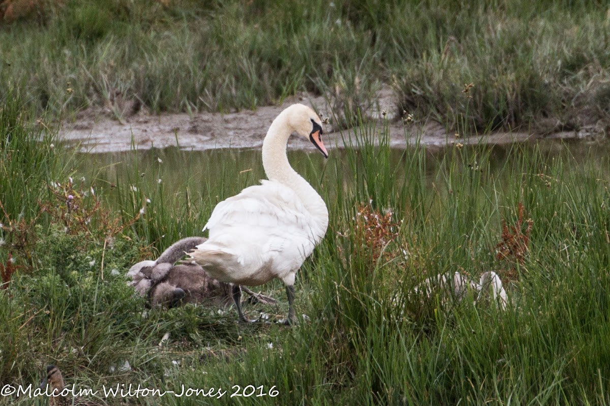 Mute Swan