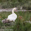 Mute Swan