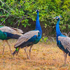 Indian peafowl, common peafowl, blue peafowl (m/ Peacock)