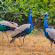 Indian peafowl, common peafowl, blue peafowl (m/ Peacock)