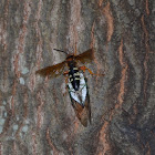 Cicada killer wasp with cicada