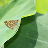 Common Bush Hopper