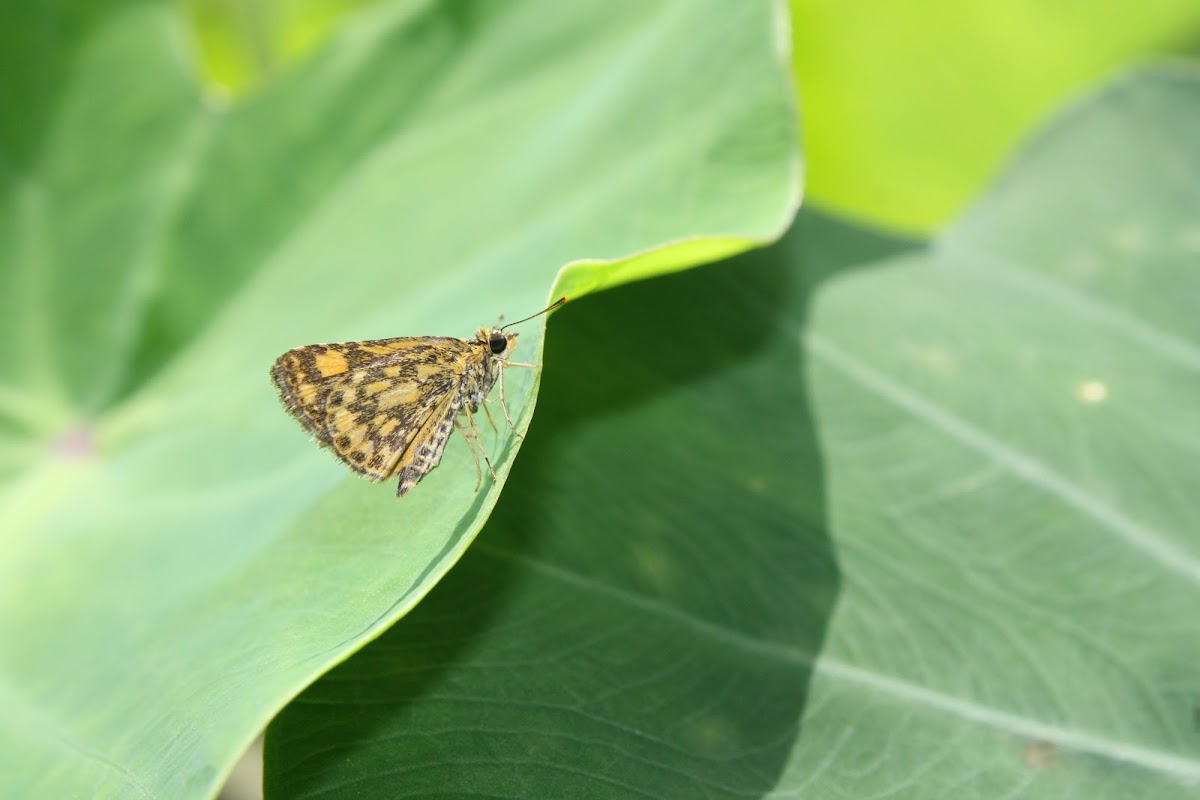 Common Bush Hopper