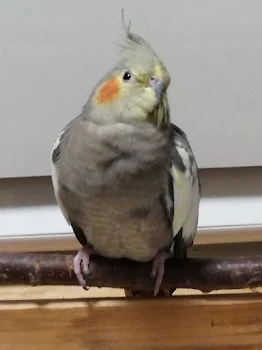 家のインコだよー