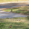 American Robin