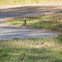 American Robin