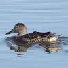 Blue-winged Teal - female