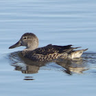 Blue-winged Teal - female